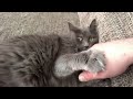 Romeo the Nebelung cat shows his love and playfulness の動画、YouTube動画。