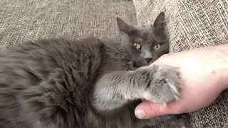 Romeo the Nebelung cat shows his love and playfulness