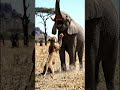 Elephant vs lioness #facts #education #nature #study #animals #wildlife #science #biology #shorts