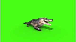 mentahan greenscreen buaya crocodile