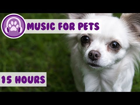 Relax My Chihuahua! The Perfect Music to Keep Your Chihuahua Calm and Tranquil! New Therapy Music!