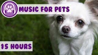 Relax My Chihuahua! The Perfect Music to Keep Your Chihuahua Calm and Tranquil! New Therapy Music!