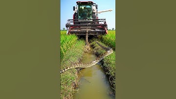Giant Python vs. Harvester! 😱 #shorts