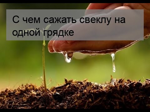 С чем сажать свеклу на одной грядке