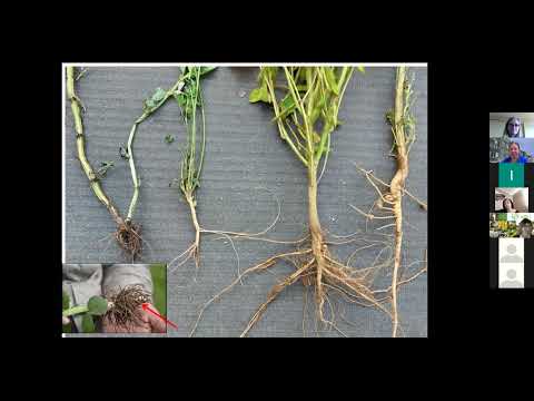 Video: Lēcu augu kopšana - kā audzēt lēcas dārzā