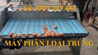 máy phân loại trứng   1