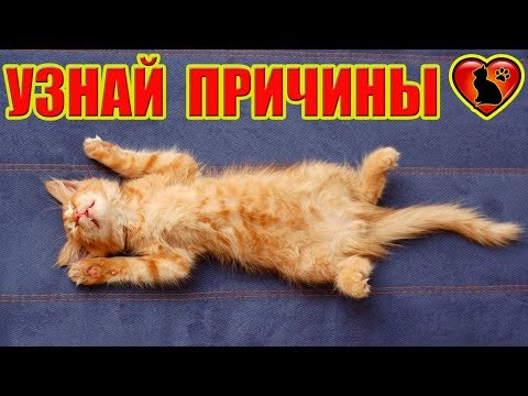 Почему кошки любят лежать и спать на спине?!