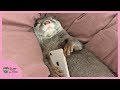 カワウソビンゴもはや子供！ママと遊び爆睡！Otter Bingo fell a slept while playing with mom