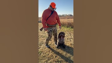 Iowa public land pheasant hunting with a German wirehaired pointer #pheasanthunting