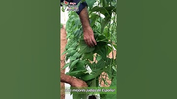 La mejor judía de España