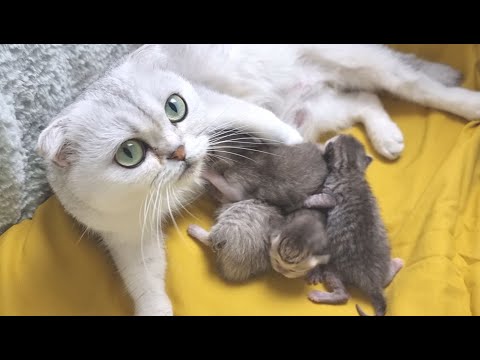 Видео: Мама кошка не позволяет убрать в ее домике для котят / Котятам 5 дней