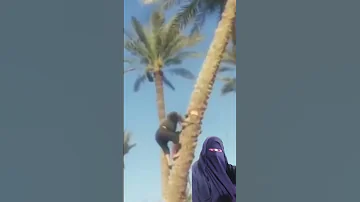 الراجل قطع النخلة فانتقمت منه Shorts 
