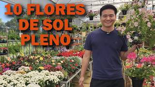 DEZ flores para locais ensolarados