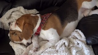 Our family first month with new puppy - Cute beagle compilation