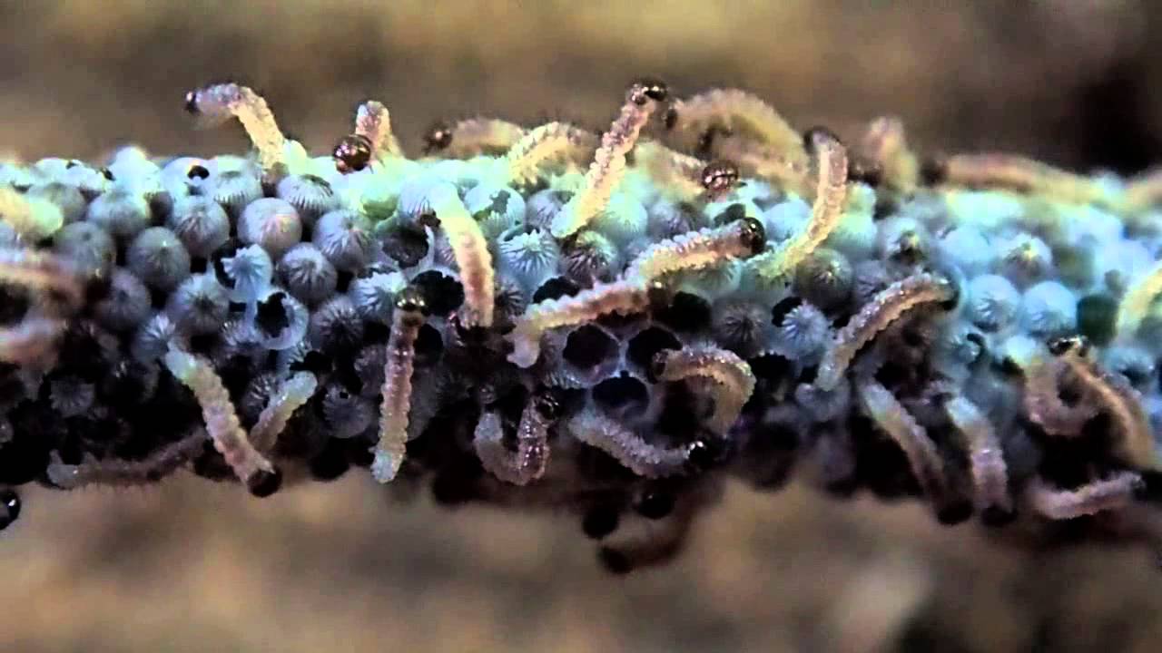 Nyklækkede larver af Stor smutugle: Noctua pronuba