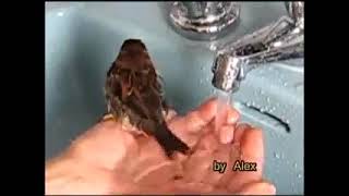 My Sparrow is taking bath & having fun with water