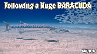 How a Barracuda Uses a School of Sardines to Hunt