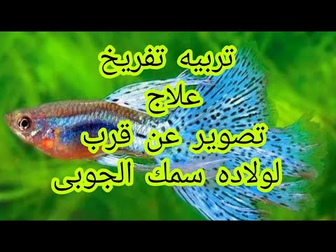 فيديو: كيف نفهم سلوك سمكة الجوبي؟