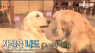 주저하는 연견들을 위해 2화 ㅣ  Two Confused Retriever Dogs.. Could Love Be In The Air?