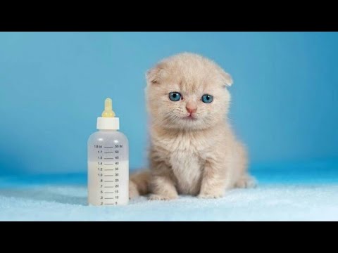 Video: 10 Eski Zaman Klasik Kedi İsimleri - Kediler Için Klasik İsimler