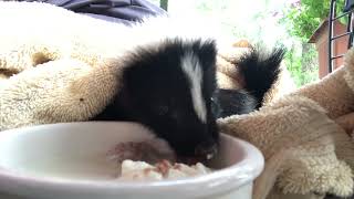 Orphan skunk eating from dish