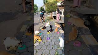 Hayooo Sini Kumpul Makan Sore.. #cat#cats#kitten