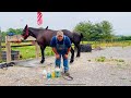 Do you need a good cheap fly spray for your mules or horses watch this