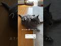 【ハグ待ちでふてくされるグレちゃん】 #癒し動画 #猫のいる暮らし #シャルトリュー #ばあちゃん大好き #保護猫 #かわいい