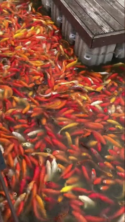 Koi Fish #relaxing #asmr #shorts