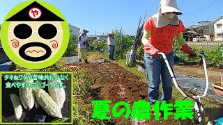 【家庭菜園】ええ加減な野菜作り　『夏の農作業編』