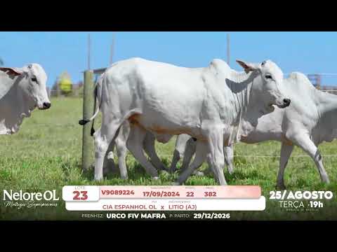 LOTE 23