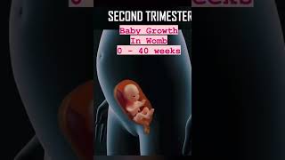 Baby growth in Womb | 0 - 40 Weeks | Fetus development shortvideo youtubeshorts trending viral