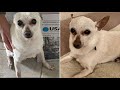 21-year-old Florida chihuahua is the oldest living dog in the world | ABC7