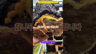 &quot;자연이 주는 기적, 참나무 상황버섯“ #아라상황버섯농장 #상황버섯분양