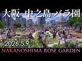 【 大盛況 】大阪 中之島公園のバラ園が見頃。2026年5月 Nakanoshima Rose Garden