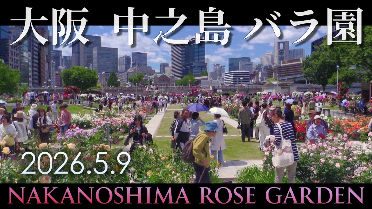 【 大盛況 】大阪 中之島公園のバラ園が見頃。2026年5月 Nakanoshima Rose Garden