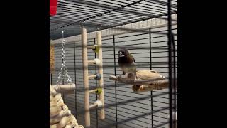 #SHAMAN #мизулина #viral #рекомендации #топ #viralvideo #shorts #reels #shoetsvideo