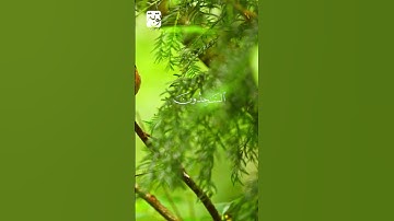 التَّائِبُونَ الْعَابِدُونَ الْحَامِدُونَ .. الآية 112 من سورة التوبة بصوت الشيخ وديع اليمني