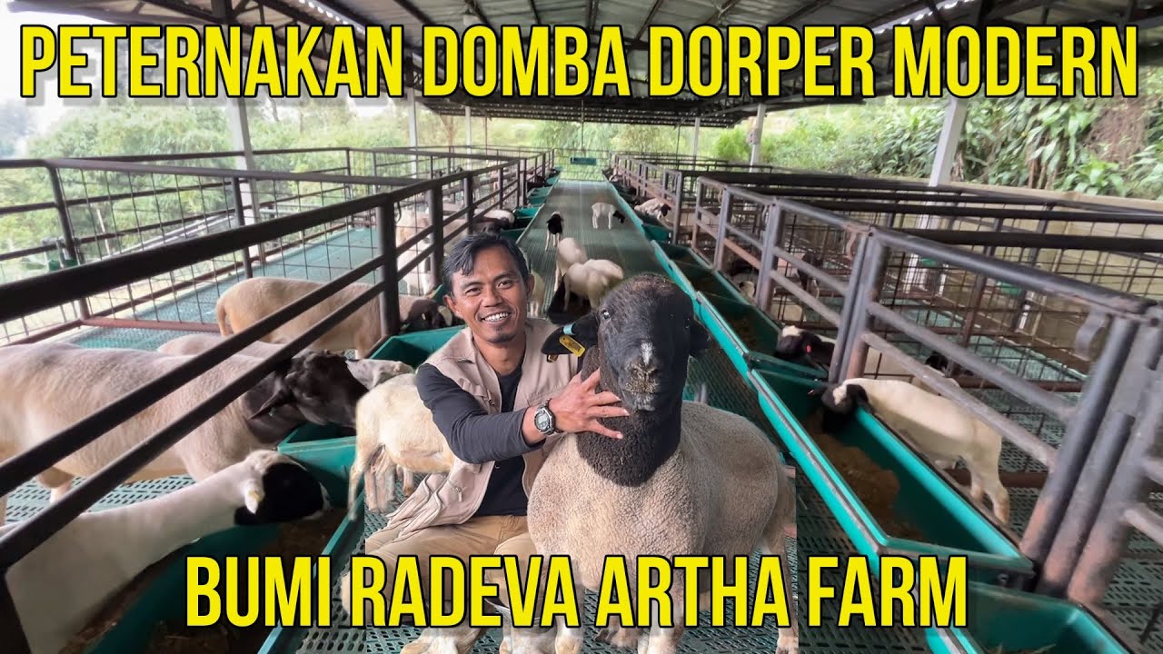 TOUR PETERNAKAN DOMBA DORPER MODERN BUMI RADEVA ARTHA CIANJUR