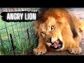 Angry Lion! (Feeding) | This is Earth