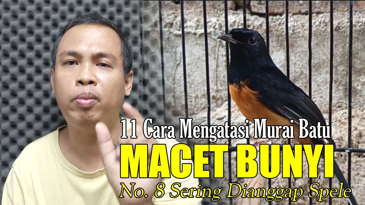 CARA PERAWATAN MURAI BATU MACET BUNYI || CARA MENGATASI MURAI BATU MACET BUNYI