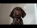 “Hank’s” first introduction to the trick “through”