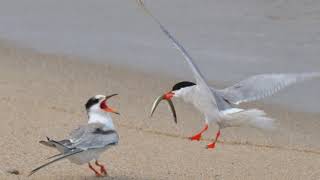 Nantucket National Wildlife Refuge | Wikipedia audio article