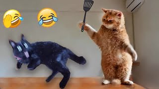 😂🤣 You Laugh You Lose Dogs And Cats 😸🐕 Funny Animal Videos 2024 #18