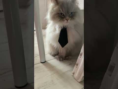 Умный кот #cat #цитаты #cat #веселыекоты #catlover #shorts #shortvideo