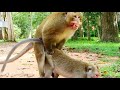 Monkey metting in road side breeds sex