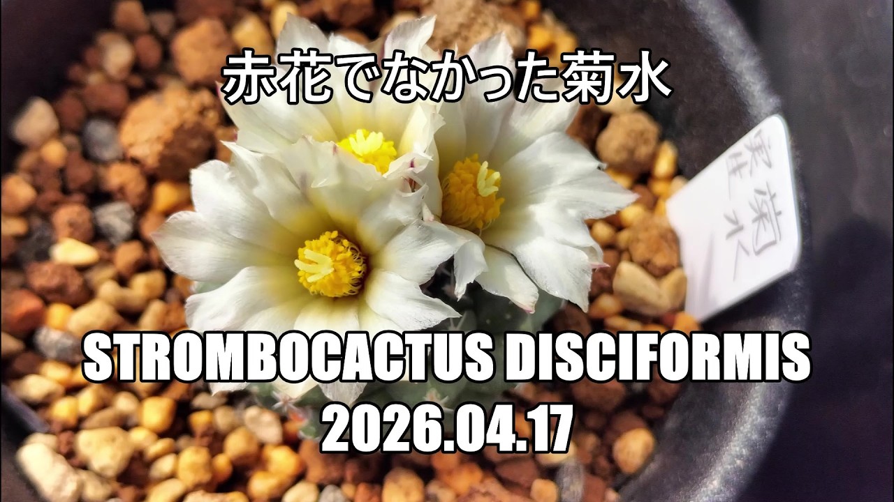 赤花でなかった菊水 Strombocactus disciformis 2026 04 17 - YouTube