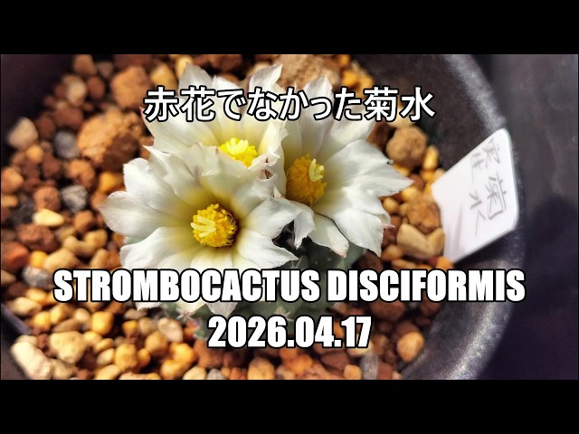 赤花でなかった菊水 Strombocactus disciformis 2026 04 17 - YouTube