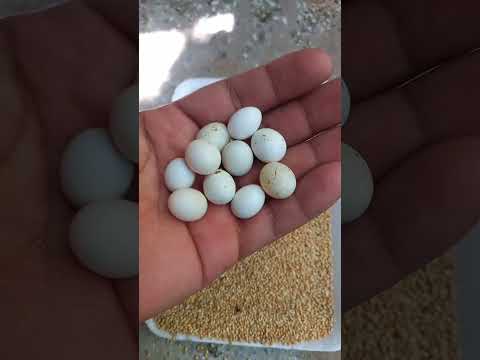 اليوم طلعت البيض الفاسد مال طيورالبادجي