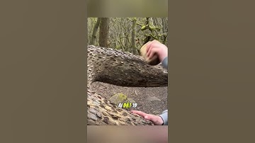 Bạn có dám lấy tiền từ những gốc cây này không?#daochieu #shorts